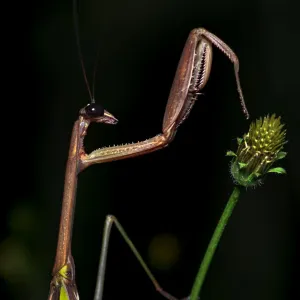 Praying mantis (Tenodera sp) on plant at night. Wuliangshan Nature Reserve, Jingdong