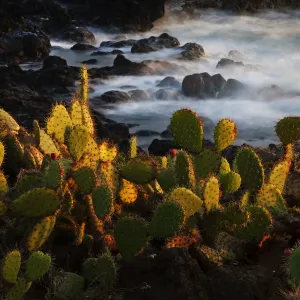 Pricklepear (Opuntia sp. ) growing on coastline, Socorro Island, Revillagigedo Archipelago Pricklepear (Opuntia sp. ) growing on coastline, Socorro Island, Revillagigedo Archipelago
