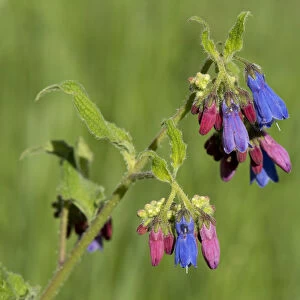 Prickly comfrey (Symphytum asperum), flowers open red and change to blue. Caucasus, Russia