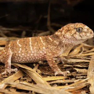 Prickly knob-tailed gecko hunting at night, Print Prickly knob-tailed gecko hunting at night, Print