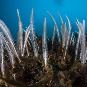 Primnoella soft coral, Antarctic Peninsula, Antarctica