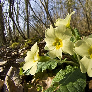 Primrose (Primula vulgaris) in Lower Woods, Gloucestershire, England, UK, March