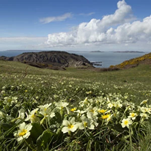 Primroses (Primula vulgaris) on cliff top, Sark, British Channel Islands, April
