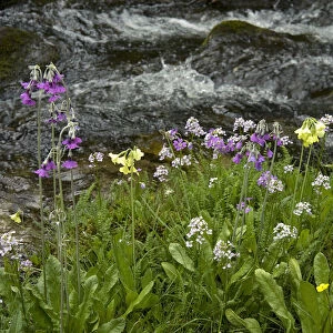 Primula (Primula sikkimensis), Himalayan cowslip (Primula secundiflora) and Crucifer