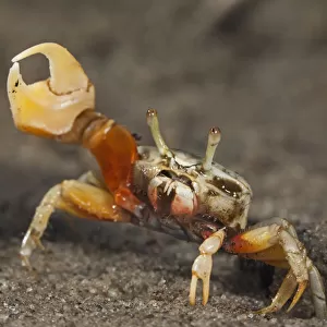 Princely fiddler crab (Uca princeps), Bahia Magdalena, Baja California Peninsula