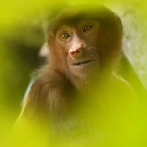 Proboscis Monkey (Nasalis larvatus) female sitting in tree, partially obscured by