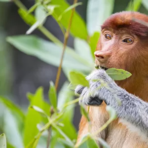 Proboscis monkey (Nasalis larvatus) female feeding, Kinabatangan River, Sabah, Borneo
