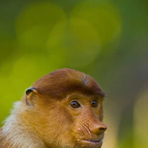 Proboscis monkey (Nasalis larvatus), Sabah Malaysia, Borneo