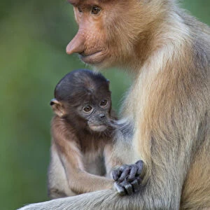 Proboscis monkey (Nasalis larvatus) mother suckling infant, Sabah, Malaysia