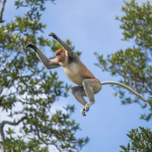 Proboscis monkey (Nasalis larvatus) male leaps between trees. Sabah, Malaysian Borneo