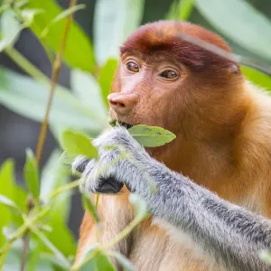 Proboscis monkey print, female feeding on leaves Proboscis monkey print, female feeding on leaves