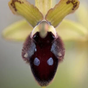 Promontory orchid (Ophrys promontorii) flower, Monte Sacro, Gargano National Park