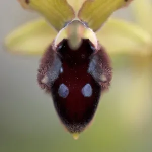 Promontory orchid (Ophrys promontorii) flower, Monte Sacro, Gargano National Park