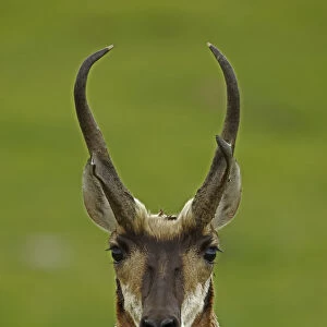 Pronghorn Antelope (Antilocapra americana) head portrait, South Dakota, USA