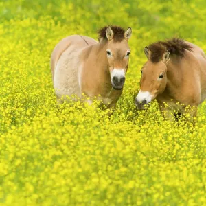Przewalski's horse (Equus ferus przewalskii) grazing in buttercups, Parc de la Haute Touche, Obterre, France. May. Captive, occurs in Central Asia Przewalski's horse (Equus ferus przewalskii) grazing in buttercups, Parc de la Haute Touche, Obterre, France. May. Captive, occurs in Central Asia