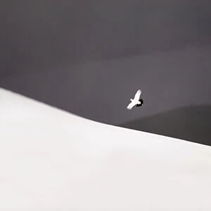 Ptarmigan (Lagopus mutus) male in flight over snow covered Cairngorm Mountains, Scotland