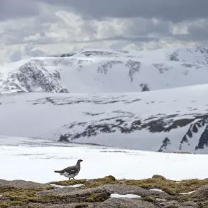 Ptarmigan (Lagopus mutus) male in snowy mountains, Cairngorms National Park, Scotland