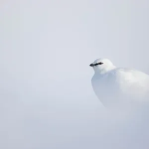 Ptarmigan (Lagopus mutus) in winter plumage, resting in snow, Svalbard, Norway. April Ptarmigan (Lagopus mutus) in winter plumage, resting in snow, Svalbard, Norway. April