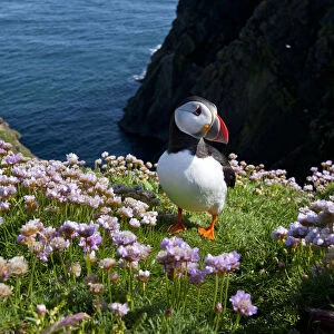 Puffin (Fratercula arctica) by entrance to its burrow amongst flowering Sea thrift