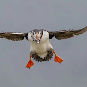 Puffin (Fratercula arctica) in flight, with beak full of sand eels. Fair Island, Shetland Islands