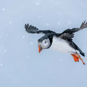 Puffin (Fratercula arctica) in flight in snow, Hornoya island, Varanger, Norway. March