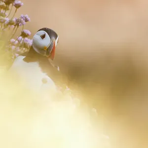 Puffin (Fratercula arctica) through soft focus vegetation. Great Saltee, Saltee Islands, County Wexford, Ireland, June Puffin (Fratercula arctica) through soft focus vegetation. Great Saltee, Saltee Islands, County Wexford, Ireland, June