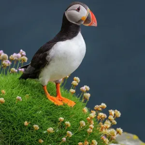 Puffin Standing on Sea Thrift Print Puffin Standing on Sea Thrift Print