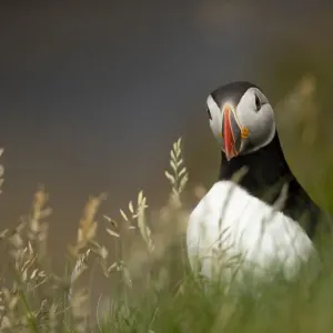 Puffin (Fratercula arctica) de pie en hierba, retrato, Islas Shetland, Escocia, Reino Unido. Junio.