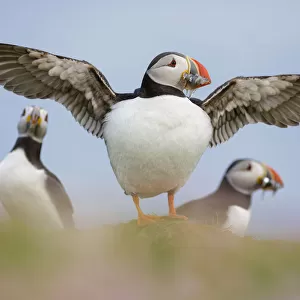 Puffin (Fratercula arctica) standing on Sea thrift (Armeria maritima) with wings