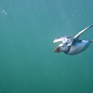 Puffin (Fratercula arctica) swimming underwater, Farne Islands, Northumberland, UK