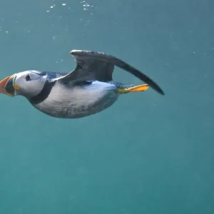 Puffin (Fratercula arctica) swimming underwater, Farne Islands, Northumberland, UK, July