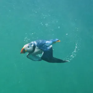 Puffin (Fratercula arctica) swimming underwater, Farne Islands, Northumberland, UK, July