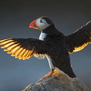 Puffin (Fratercula arctica) wings spread backlit, Great Saltee Island, County Wexford