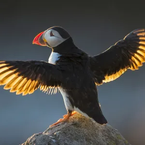 Puffin (Fratercula arctica) wings spread backlit, Great Saltee Island, County Wexford