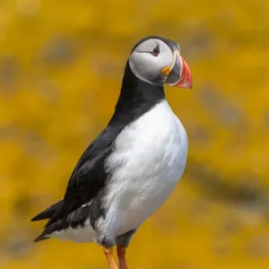 Puffin Print with Orange Sea Lichen Covered Rock