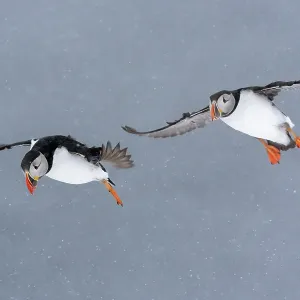 Two Puffins (Fratercula arctica) in flight during snowfall, Hornoya island, Varanger, Norway. March