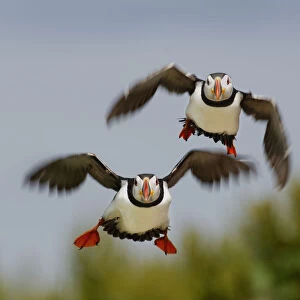 Puffins (Fratercula arctica) pair take off together to go fishing. Farne Islands