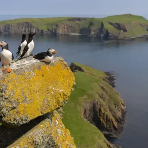 Puffins and Razorbills Print with Eilean Mhuire