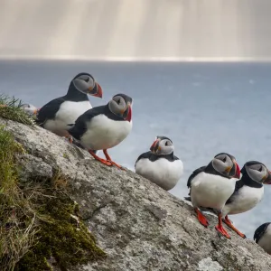 Puffins (Fratercula arctica) Shaint Isles, Scotland, UK, June