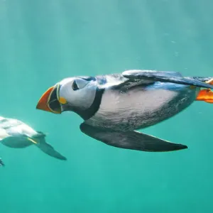 Puffins (Fratercula arctica) nadando debajo del agua. Los puffins pasan la mayor parte de sus vidas en el mar y son excelentes nadadores submarinos, lo que es cómo capturan peces pequeños, su alimento principal. Islas Farne, Northumberland. Inglaterra, Re Puffins (Fratercula arctica) nadando debajo del agua. Los puffins pasan la mayor parte de sus vidas en el mar y son excelentes nadadores submarinos, lo que es cómo capturan peces pequeños, su alimento principal. Islas Farne, Northumberland. Inglaterra, Re