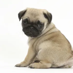 Pug puppy looking over shoulder