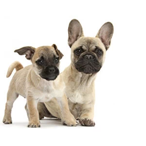 Pug x Jack Russell Terrier Jug puppy, age 9 weeks, and French Bulldog