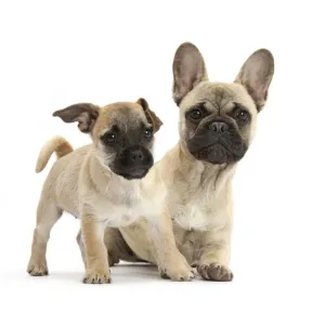 Pug x Jack Russell Terrier Jug puppy, 9 weeks, Print Pug x Jack Russell Terrier Jug puppy, 9 weeks, Print