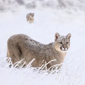 Puma (Puma concolor) cub, aged nine months, walking in deep, fresh snow, Torres del Paine National Park, Patagonia, Chile Puma (Puma concolor) cub, aged nine months, walking in deep, fresh snow, Torres del Paine National Park, Patagonia, Chile