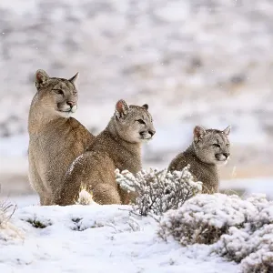 Puma Print: Female with Two Cubs in Fresh Snow Puma Print: Female with Two Cubs in Fresh Snow