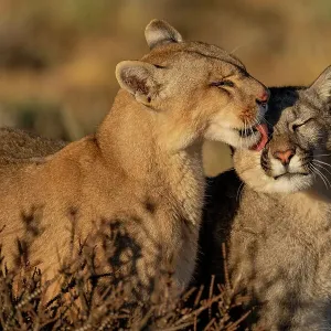 Une femelle de puma (Puma concolor), s'occupant de son ourson, parc national des Torres del Paine, Magallanes, Chili. Une femelle de puma (Puma concolor), s'occupant de son ourson, parc national des Torres del Paine, Magallanes, Chili.