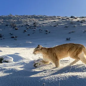 Puma (Puma concolor) female, running in deep fresh, snow, Torres del Paine National Park, Patagonia, Chile Puma (Puma concolor) female, running in deep fresh, snow, Torres del Paine National Park, Patagonia, Chile