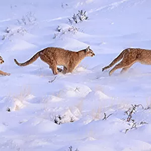 Puma (Puma concolor) female, running sequence in deep snow, Torres del Paine National Park / Estancia Laguna Armarga, Patagonia, Chile. Composite of five separate images
