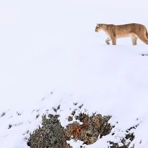 Puma (Puma concolor) female, walking in deep fresh, snow, Torres del Paine National Park, Patagonia, Chile Puma (Puma concolor) female, walking in deep fresh, snow, Torres del Paine National Park, Patagonia, Chile