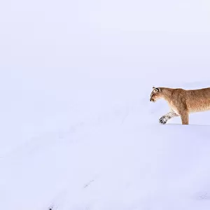 Puma (Puma concolor) female, walking in deep snow, Torres del Paine National Park / Estancia Laguna Armarga, Patagonia, Chile